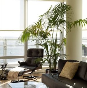 home-interiors-plants-sitting-area