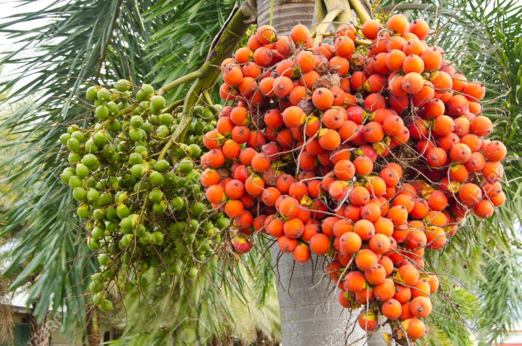Ripe and Raw Betel Nut Or Areca Nut Palm