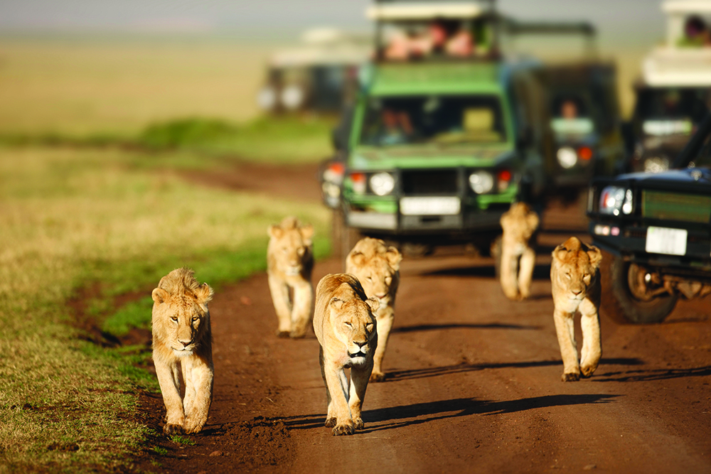 A pride a lions being followed by a group off safari vehicles. Ngorogoro Crater, Tanzania
