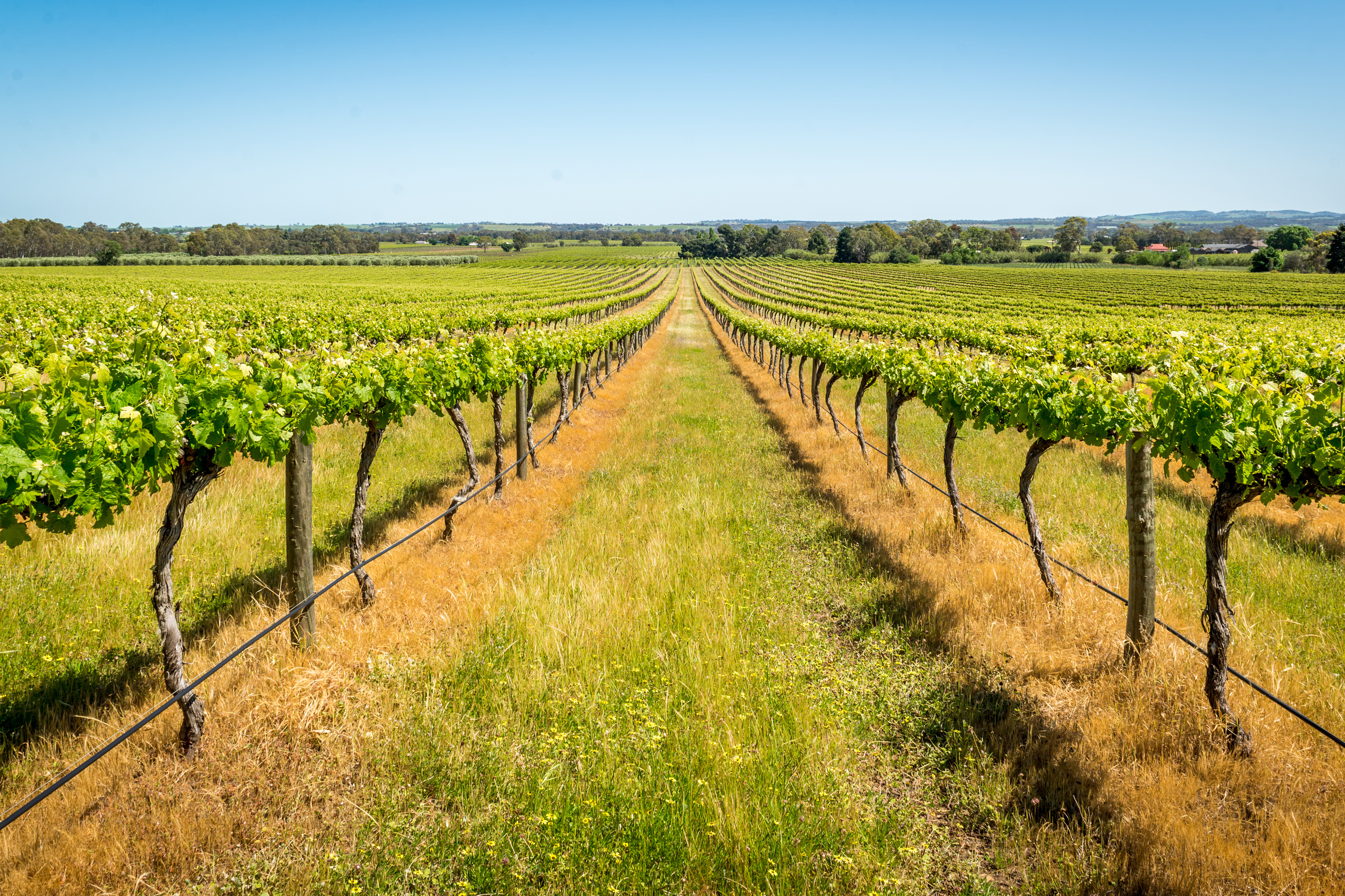 Vineyards Barossa Valley, Adelaide - AustraliaVineyards Barossa Valley, Adelaide - Australia