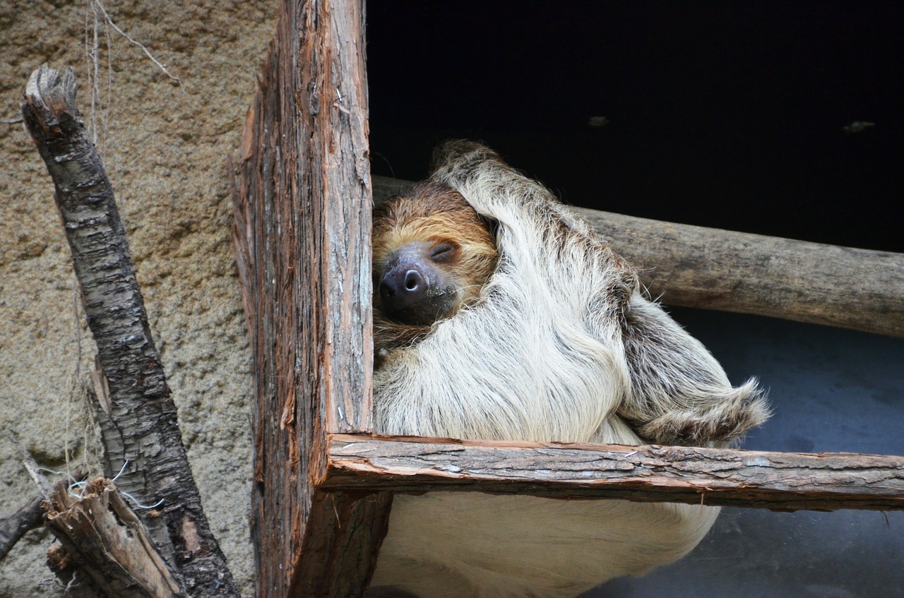 sloth-359217_1280