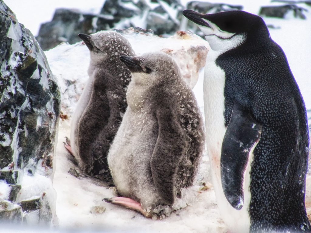 Chinstrap penguin with two young