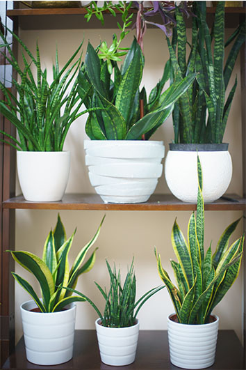 Five Beginner #PlantParenthood Tips From House Plant Journal For Happy ...