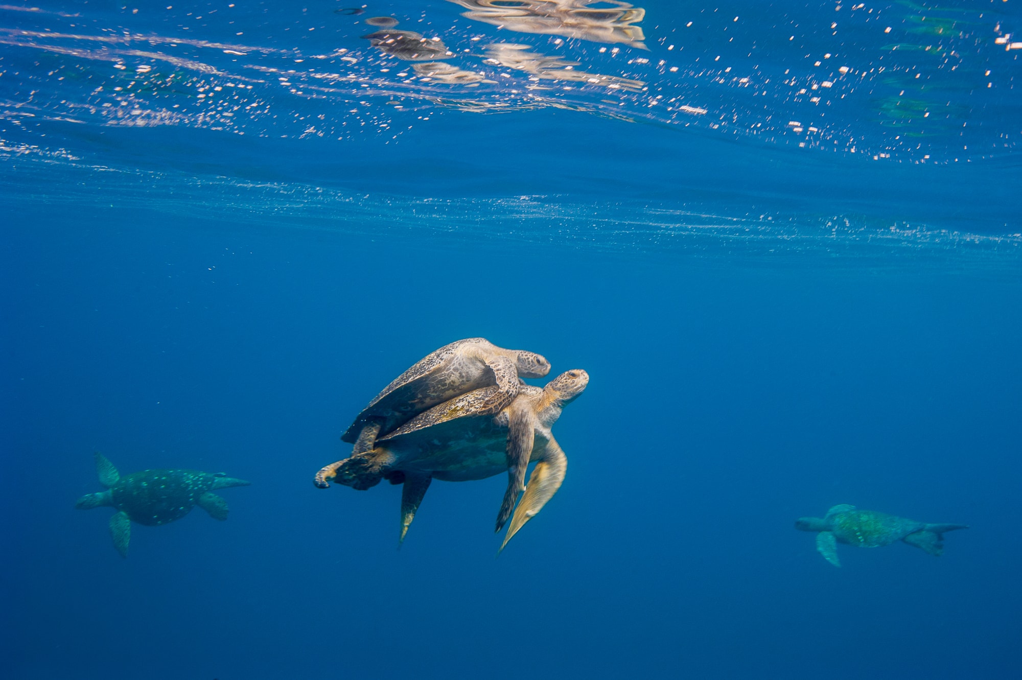 Black Sea Turtles mating in Baja California Sur, Mexico.