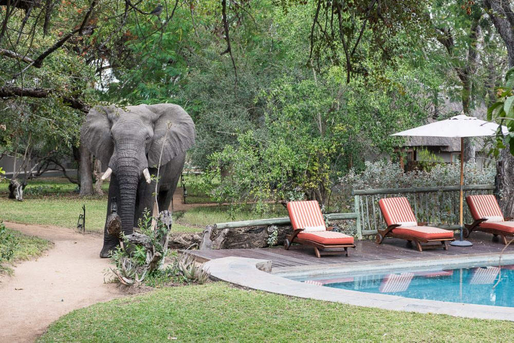 safari-south-africa-lux-hotel